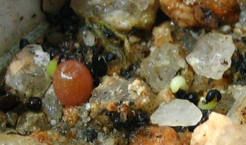 선인장 싹들. 한 달의 발아시기 차이를 고려하여 씨앗과 각각의 싹의 크기를 비교해 보세요.