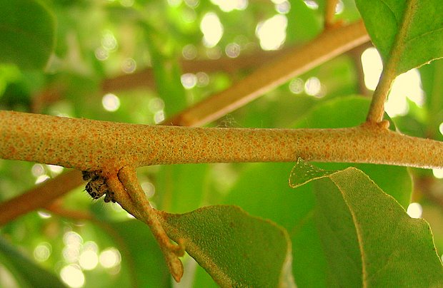 깡총거미는 보리수나무에 붙어있었습니다.