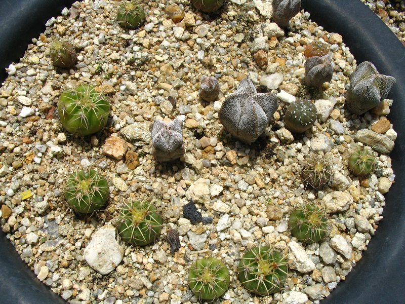 2~3 살짜리 선인장 아가들....